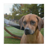 Niedliches Rhodesian Ridgeback Fliese (Vorderseite)