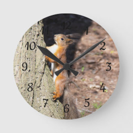 Niedliches Rotes Eichhörnchen auf einem Baumposter Runde Wanduhr