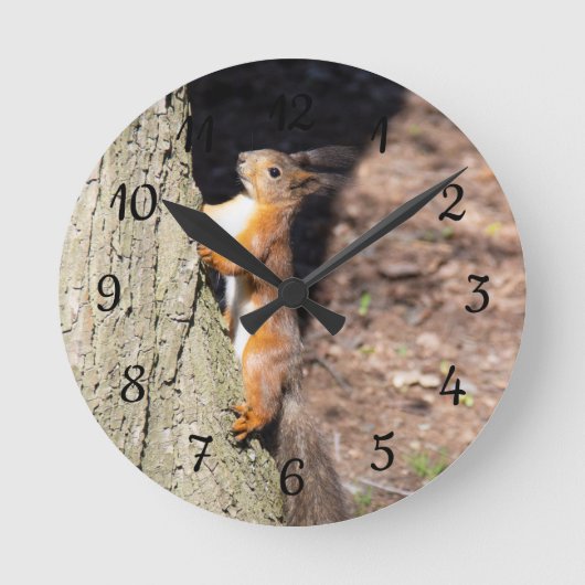 Niedliches Rotes Eichhörnchen auf einem Baumposter Runde Wanduhr (Vorderseite)