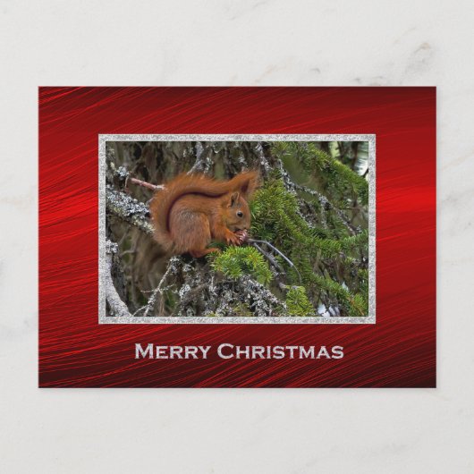 Niedliches Rotes Eichhörnchen Foto Weihnachten Postkarte (Vorderseite)