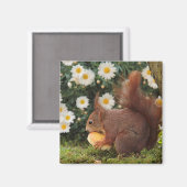 Niedliches Rotes Eichhörnchen und Foto Magnet (Vorderseite/Rückseite)