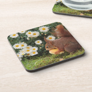 Niedliches rotes Eichhörnchen und Gänseblümchen Getränkeuntersetzer