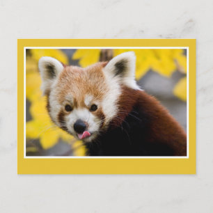 Niedliches rotes Panda-Foto Postkarte