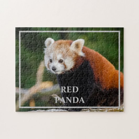 Niedliches Rotes Panda Nature Foto Puzzle (Horizontal)