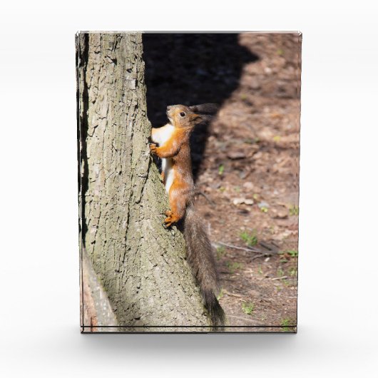 Niedliches Rothörnchen auf einem Baum Fotoblock (Vorderseite)