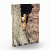 Niedliches Rothörnchen auf einem Baum Fotoblock (Links)
