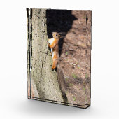 Niedliches Rothörnchen auf einem Baum Fotoblock (Rechts)