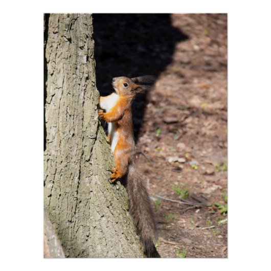 Niedliches Rothörnchen auf einem Baum Poster (Vorderseite)