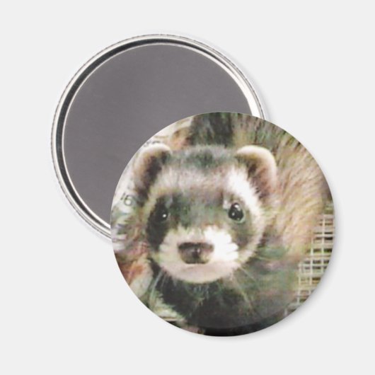Niedliches Sable Ferret Magnet (Vorderseite/Rückseite)