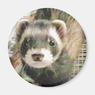 Niedliches Sable-Frettchen Magnet