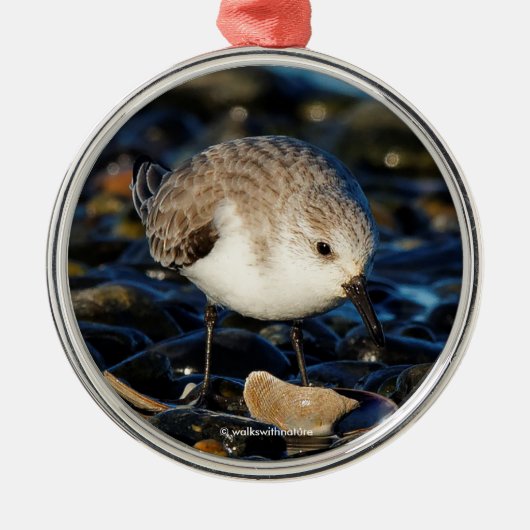 Niedliches Sanderling Sandpiper Enjoys Seaside Din Silbernes Ornament (Vorne)