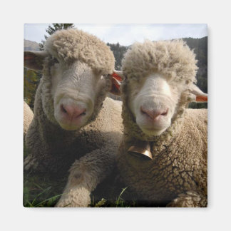 Niedliches Schaf Magnet