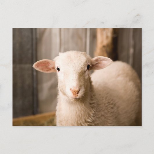 Niedliches Schaf Postkarte (Vorderseite)