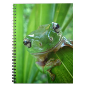 Niedliches schauendes Baum-Frosch-nahes hohes Notizblock