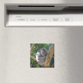 Niedliches Schlafen Koala in Bäumen Magnet (In Situ (Geschirrspüler))