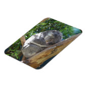 Niedliches Schlafen Koala in Bäumen Magnet (Linke Seite)