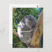 Niedliches Schlafen Koala in Bäumen Postkarte (Vorne/Hinten)