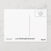 Niedliches Schlafen Roter Panda mit Essen im Mund Postkarte (Rückseite)