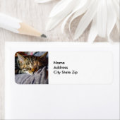 Niedliches Schlafen Tabby Cat Foto (Insitu)