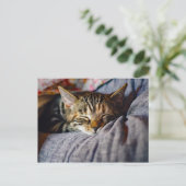 Niedliches Schlafen Tabby Cat Foto Postkarte (Stehend Vorderseite)