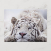 Niedliches Schlafen White Tiger