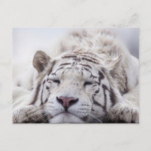 Niedliches Schlafen White Tiger Postkarte
