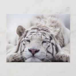 Niedliches Schlafen White Tiger Postkarte