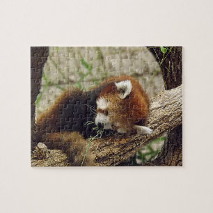 Niedliches Schlafenroter Panda mit Nahrung in Puzzle