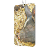 NIEDLICHES SCHLAFSCHWEIN AUTOLUFTERFRISCHER (Links)