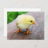 Niedliches Schwanztier - Funny Farm Animes Postkarte (Vorne/Hinten)