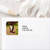 Niedliches Schwarz-Weiß-Tuxedo-Kat-Foto (Insitu)