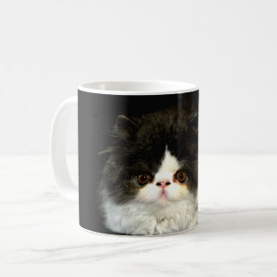 Niedliches Schwarz-weißes Katzenragdoll Foto Kaffeetasse