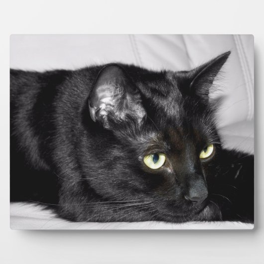 Niedliches schwarze Katzen-Porträt Fotoplatte (Vorderseite)