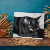 Niedliches schwarze Katzen-Porträt Fotoplatte (Seite)