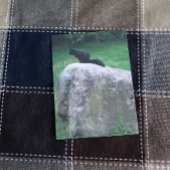 Niedliches Schwarzes Eichhörnchen auf einem Rock N Poster