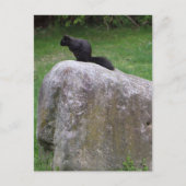 Niedliches Schwarzes Eichhörnchen auf einem Rock N Postkarte (Vorderseite)
