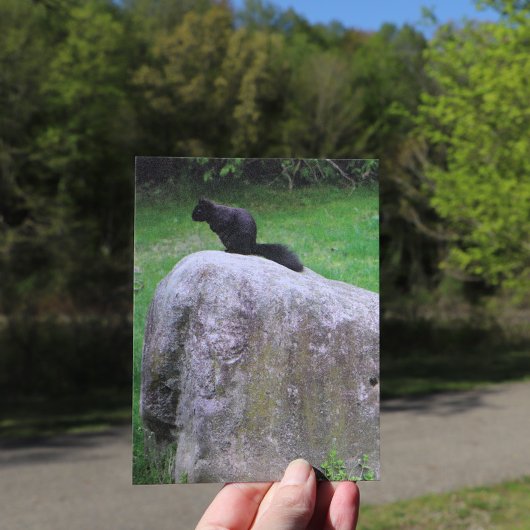 Niedliches Schwarzes Eichhörnchen auf einem Rock N Postkarte