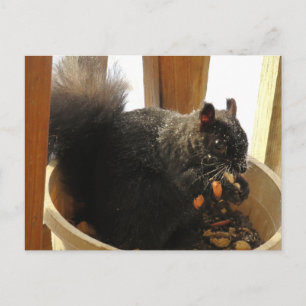 Niedliches schwarzes Eichhörnchen mit leuchtenden Postkarte