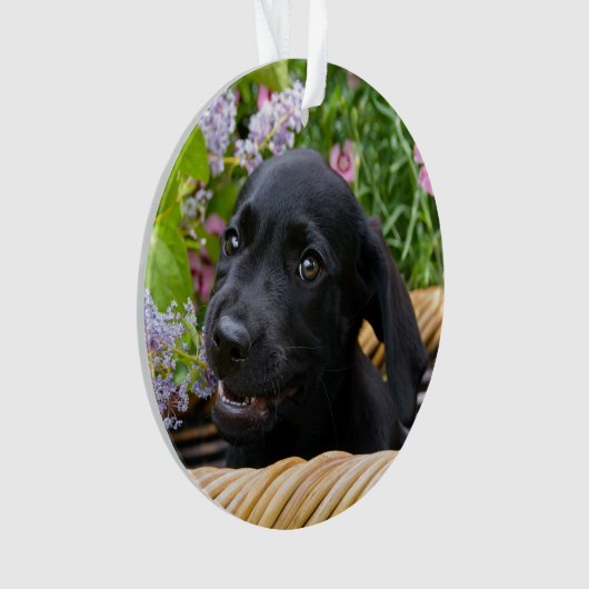 Niedliches schwarzes ornament (Vorderseite)