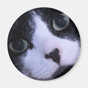 Niedliches Schwarzweiss-Katzen-Gesicht Magnet
