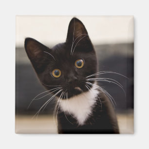Niedliches Schwarzweiss-Tuxedo-Kätzchen Magnet