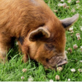 NIEDLICHES SCHWEIN BADEMATTE