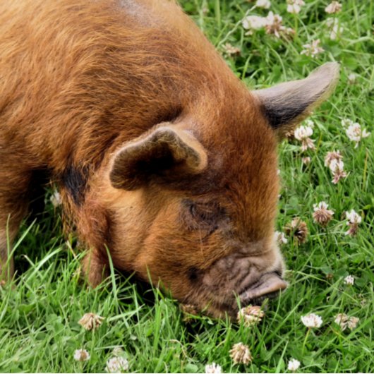 NIEDLICHES SCHWEIN FÄCHER