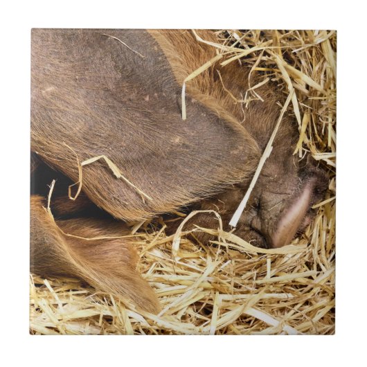 NIEDLICHES SCHWEIN FLIESE (Vorderseite)