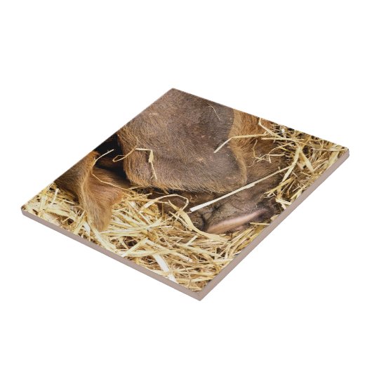 NIEDLICHES SCHWEIN FLIESE (Seite)