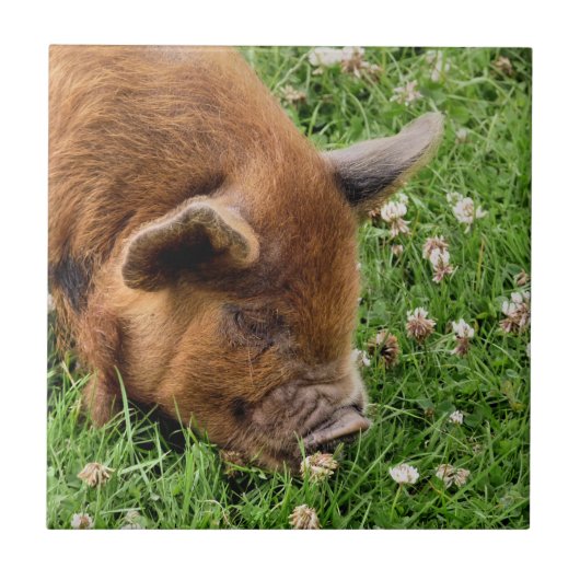 NIEDLICHES SCHWEIN FLIESE (Vorderseite)