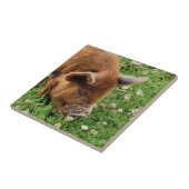 NIEDLICHES SCHWEIN FLIESE (Seite)