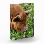 NIEDLICHES SCHWEIN FOTOBLOCK (Links)