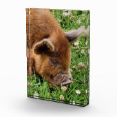 NIEDLICHES SCHWEIN FOTOBLOCK (Rechts)