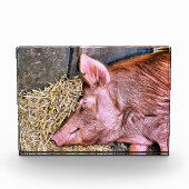 NIEDLICHES SCHWEIN FOTOBLOCK (Vorderseite)